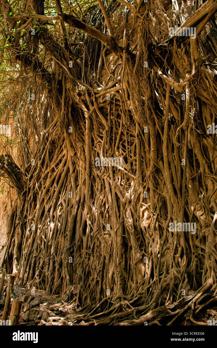 Maple Tree Roots Strangling Tree Strangler fig tree with exposed roots in natural setting – ‘Mil raíces ...