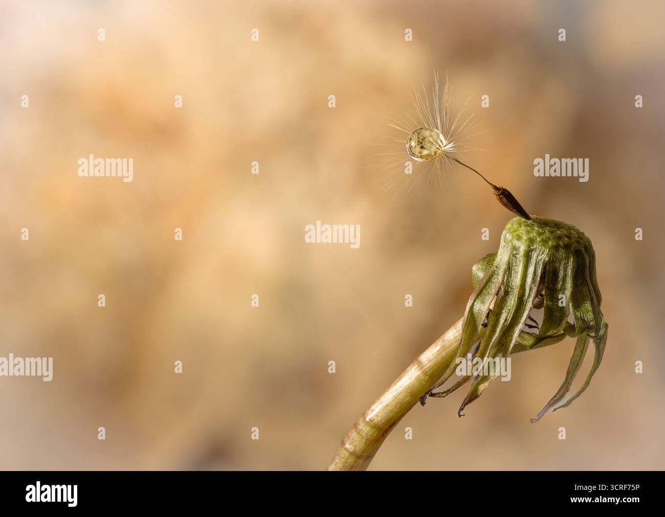 Last dandelion seed on hi-res stock photography and images - Alamy