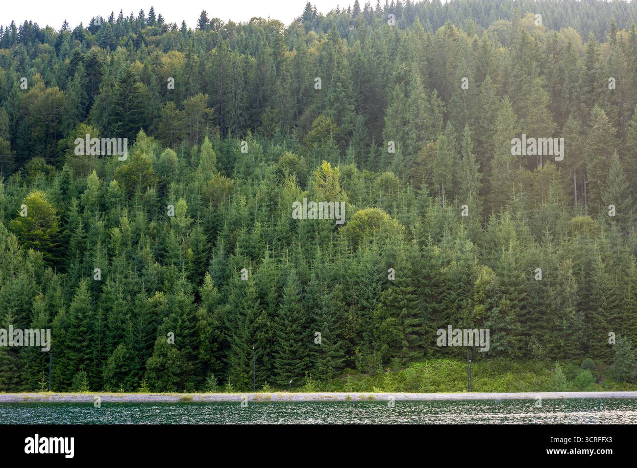 Evergreen forest water hi-res stock photography and images - Alamy