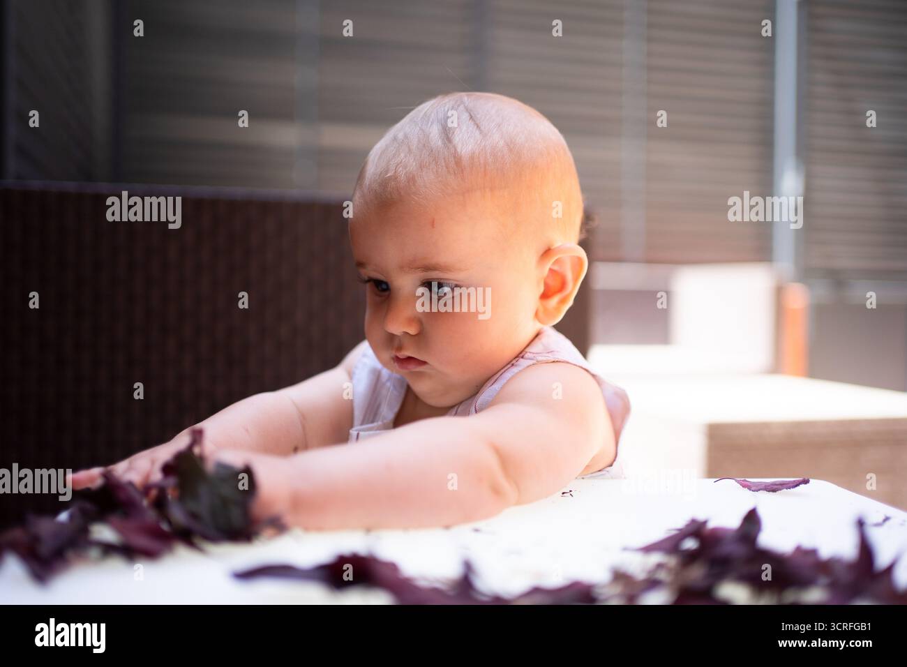 Baby girl playing with radicchio leaves on a white table, exploring new textures and developing sensory skills Stock Photo