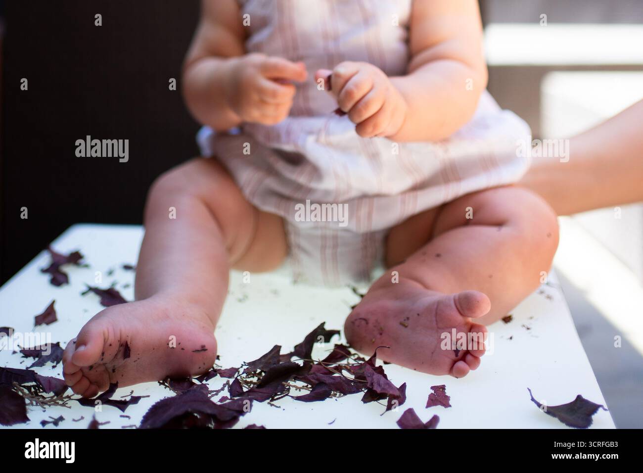Baby exploring nature by touching red leaves on a white table, experiencing sensory development and early childhood education Stock Photo