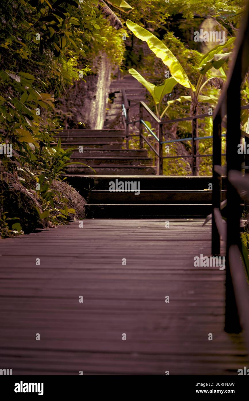 A Serene and Beautiful Wooden Pathway Winding Through Lush Greenery and ...