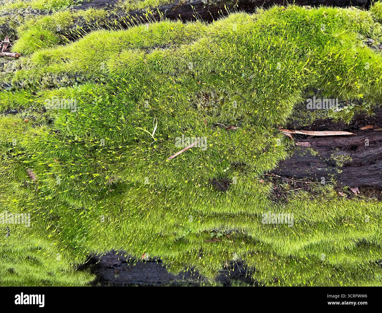 Bright green moss growing on a damp fallen log in the forest next to the town of Margaret River in south-west Western Australia. Stock Photo