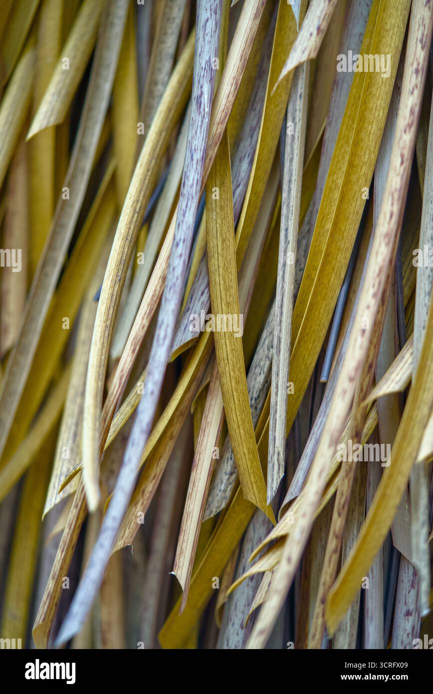 Here is a closeup photograph showing a thatched roof made entirely of straw Stock Photo