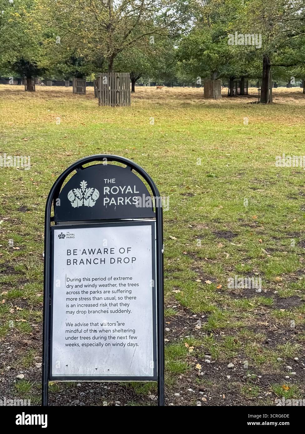 Bushy Park, London - Smartphone Captured Stock Image