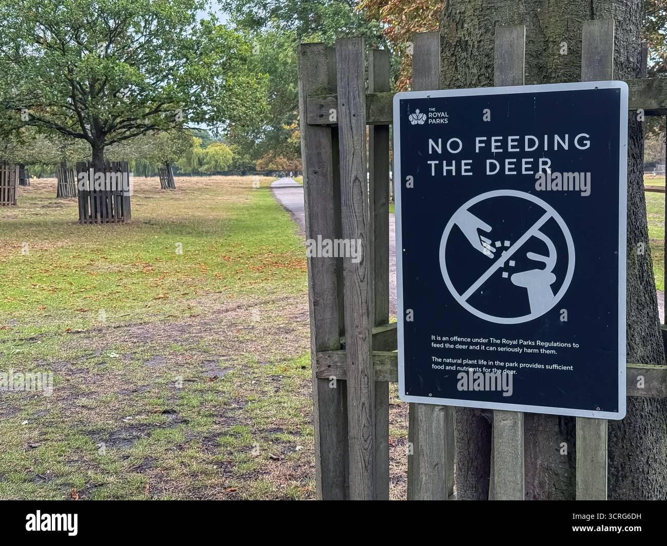 Bushy Park, London - Smartphone Captured Stock Image