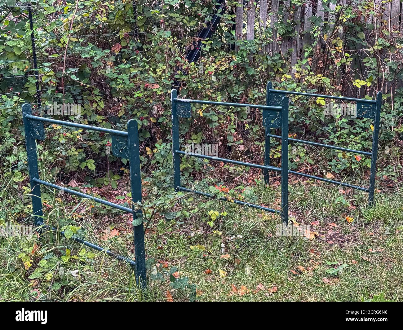 Bushy Park, London - Smartphone Captured Stock Image