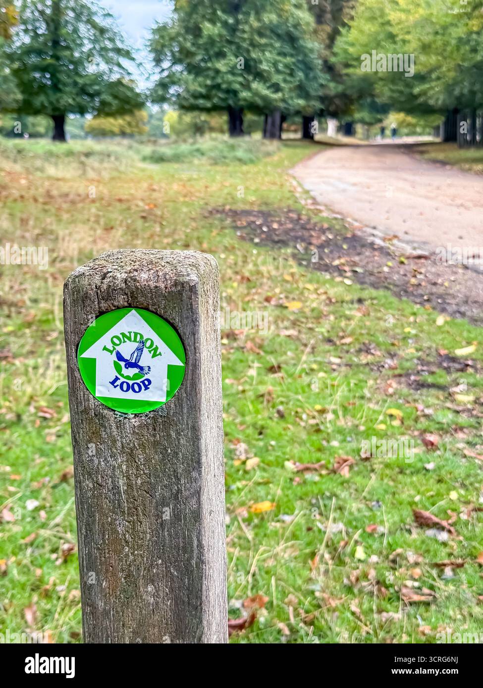 Bushy Park, London - Smartphone Captured Stock Image
