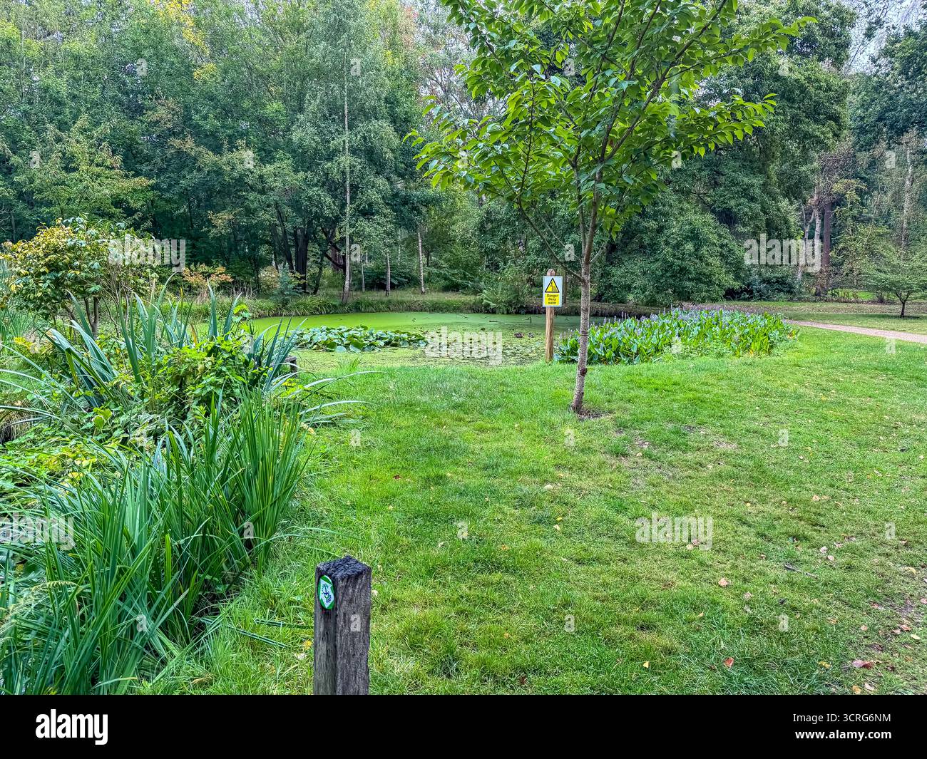 Bushy Park, London - Smartphone Captured Stock Image