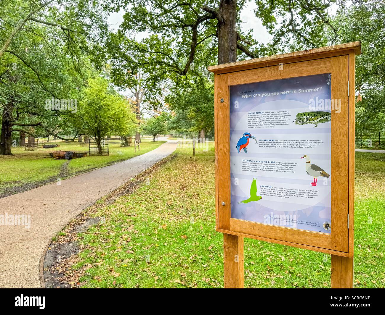 Bushy Park, London - Smartphone Captured Stock Image