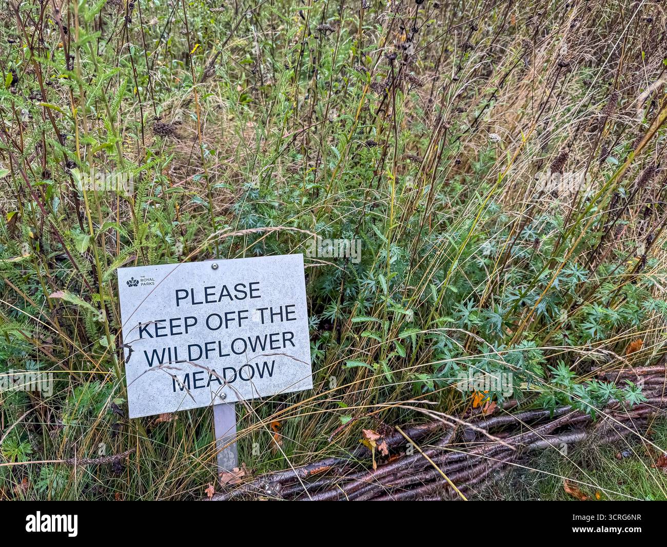 Bushy Park, London - Smartphone Captured Stock Image