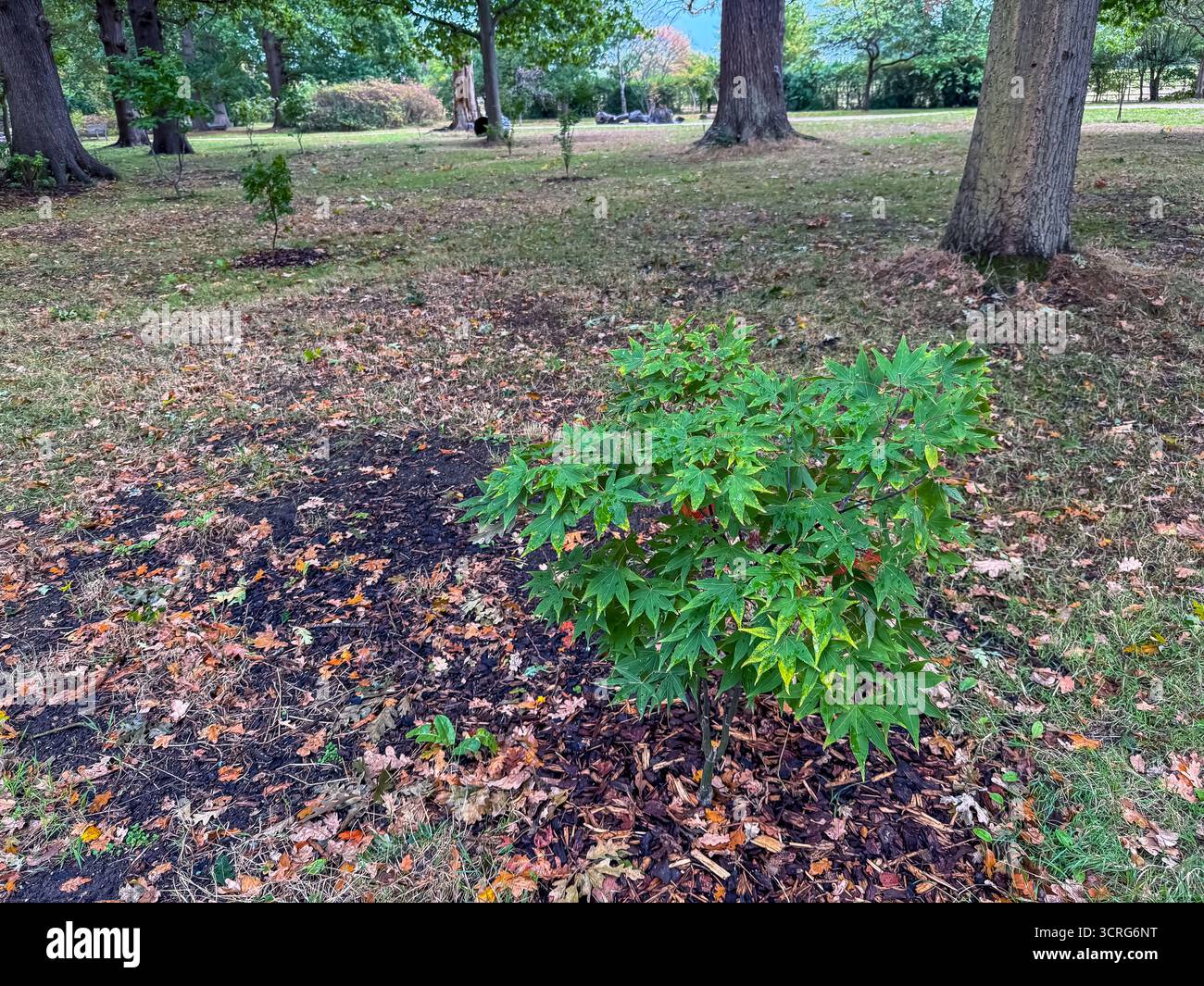Bushy Park, London - Smartphone Captured Stock Image