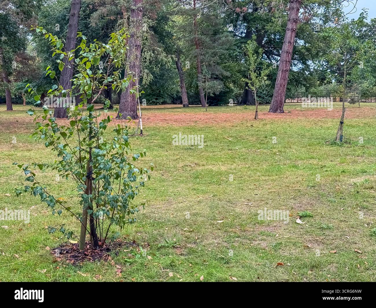 Bushy Park, London - Smartphone Captured Stock Image