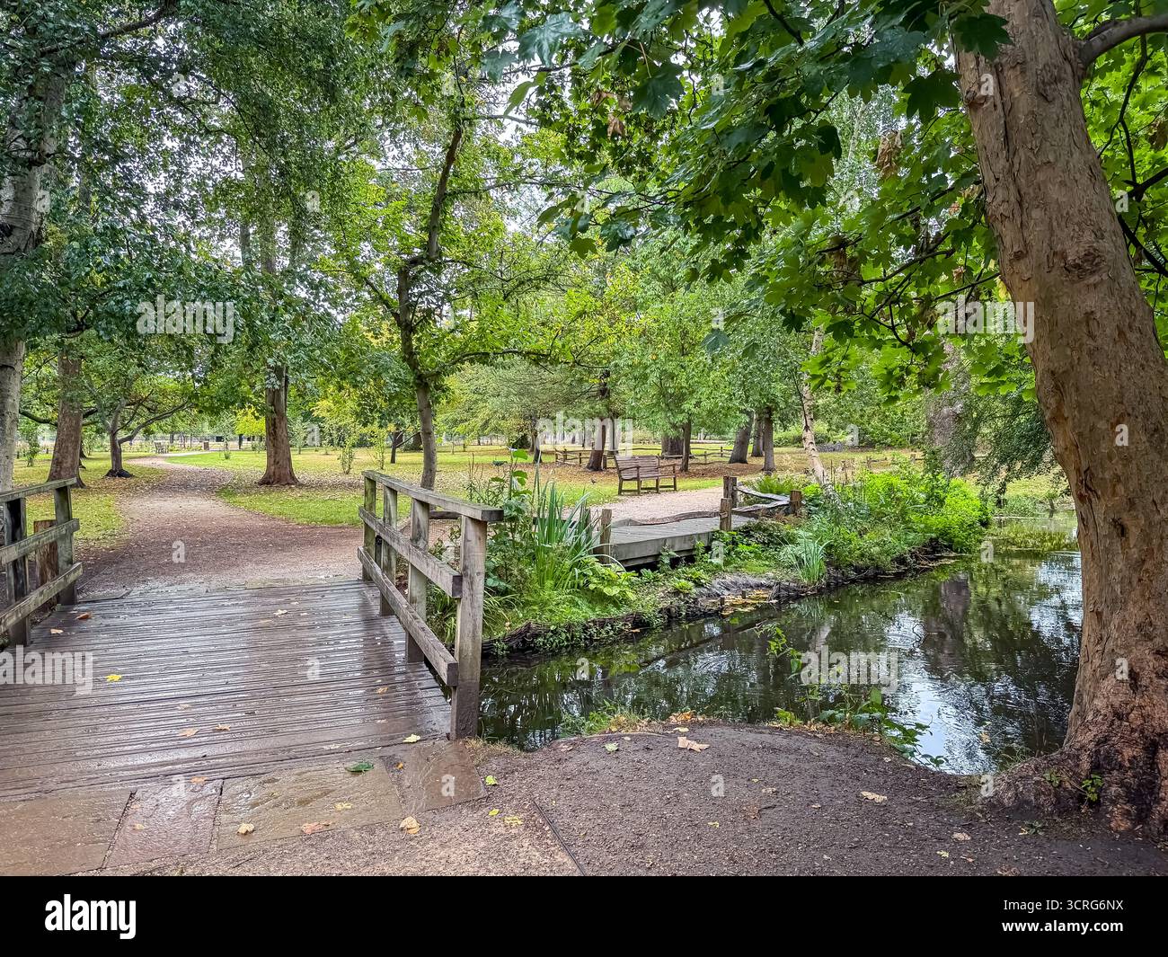 Bushy Park, London - Smartphone Captured Stock Image