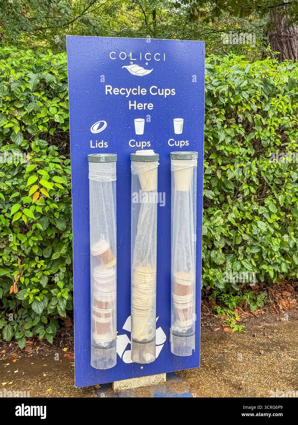 Bushy Park, London - Smartphone Captured Stock Image