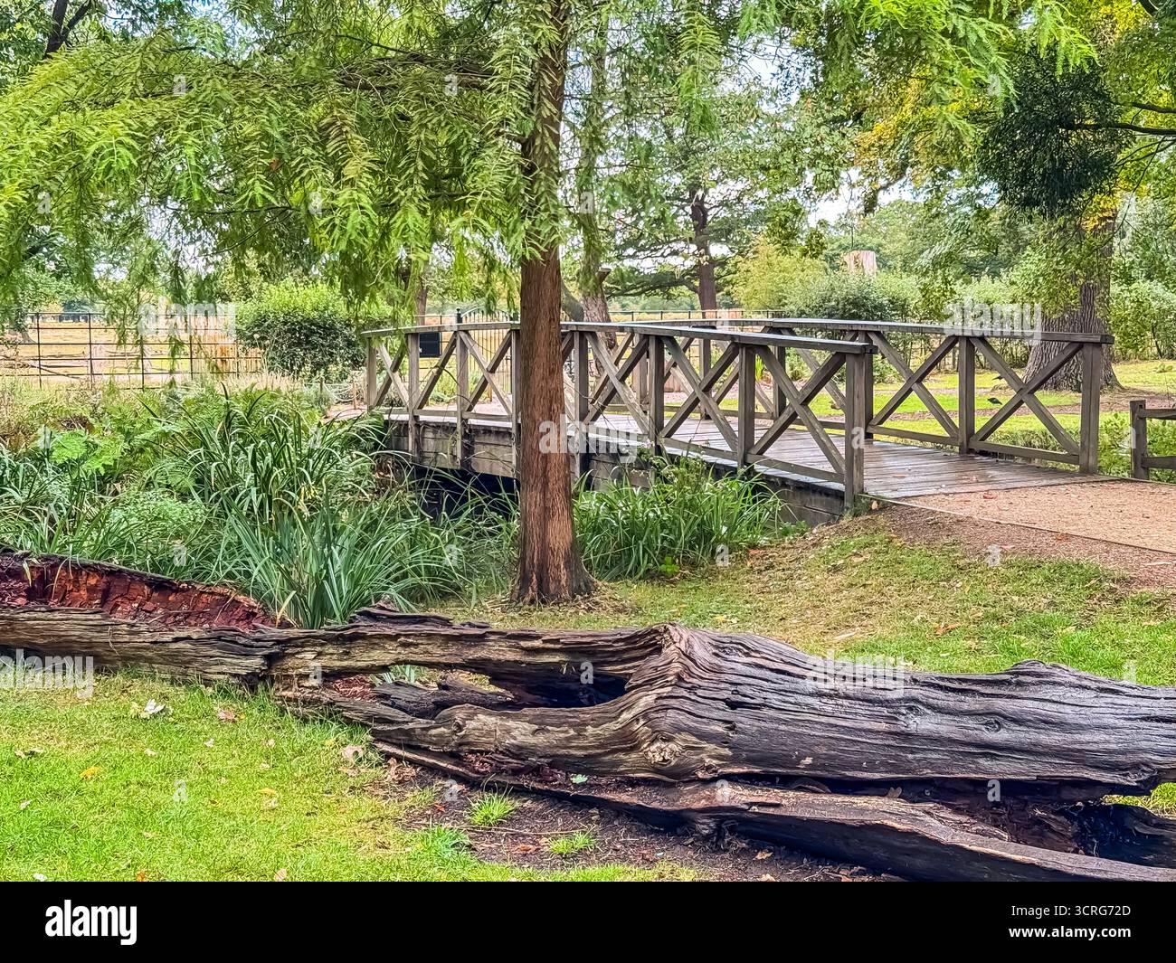 Bushy Park, London - Smartphone Captured Stock Image