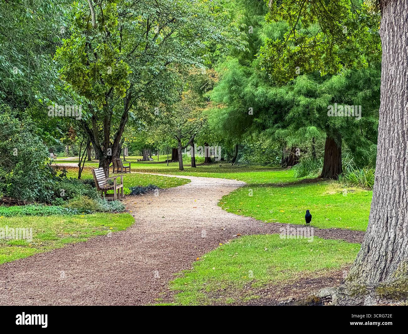 Bushy Park, London - Smartphone Captured Stock Image