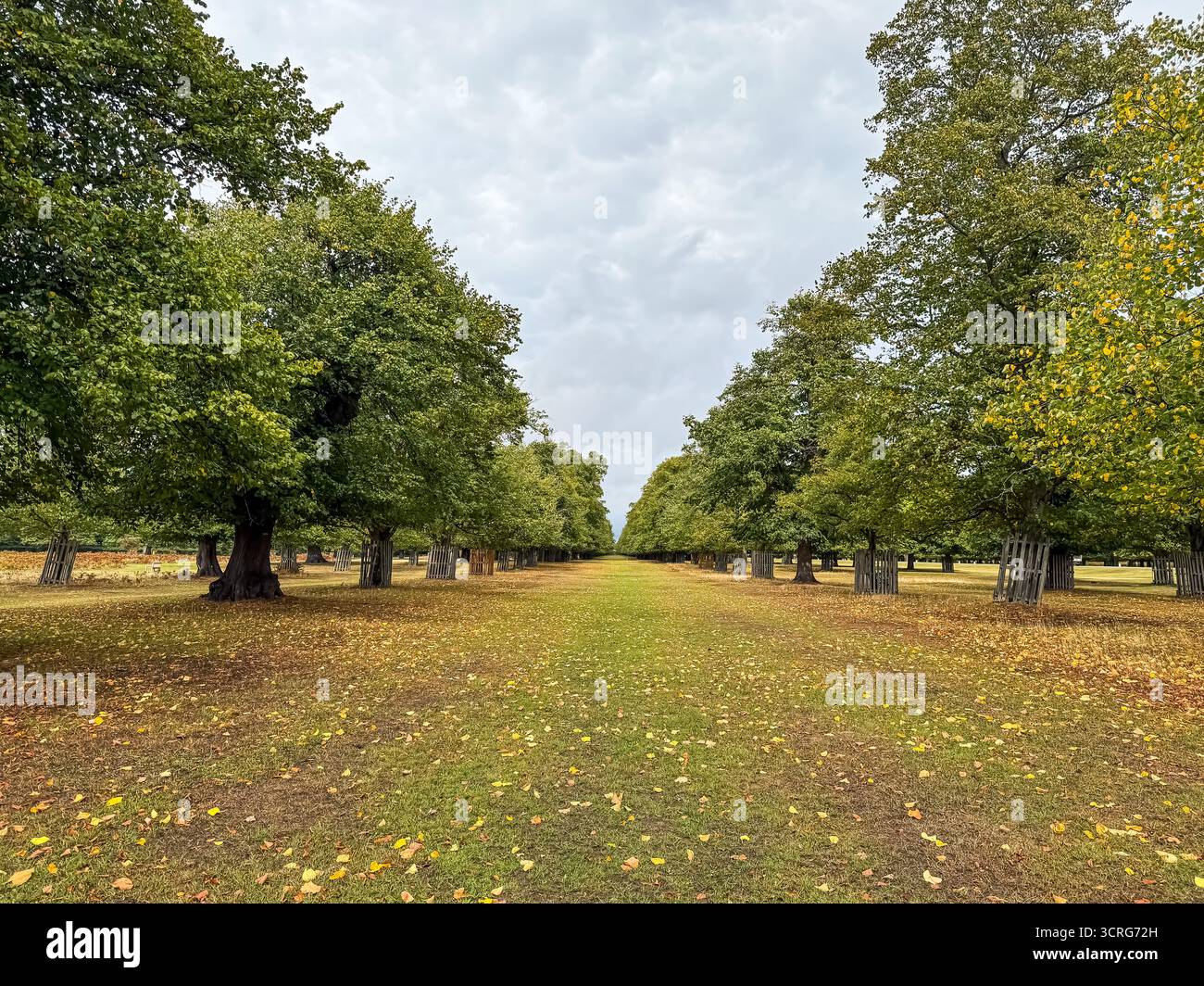 Bushy Park, London - Smartphone Captured Stock Image