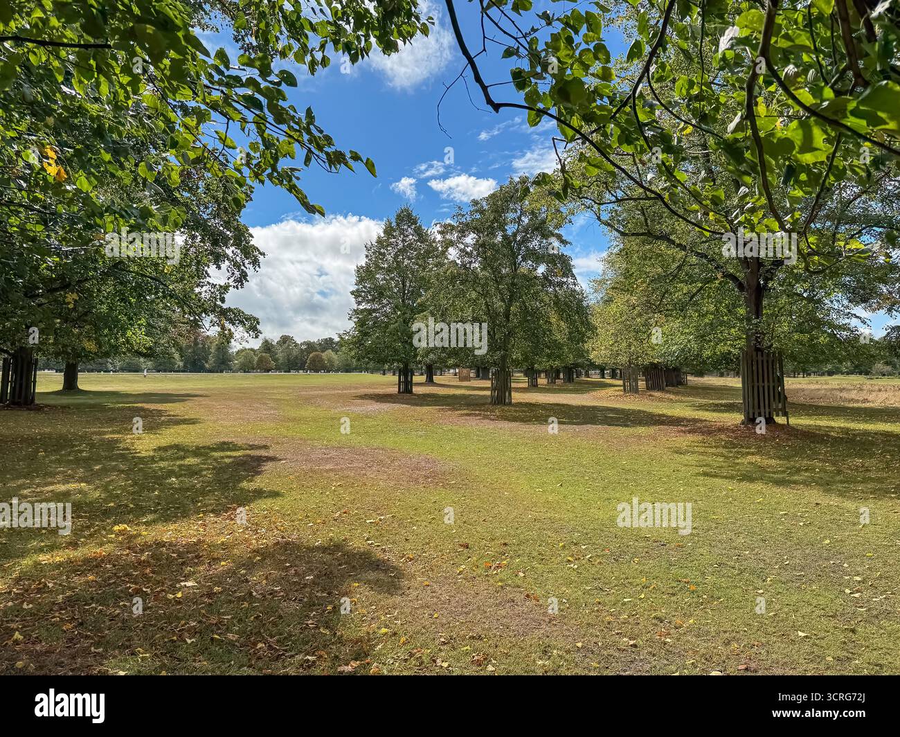 Bushy Park, London - Smartphone Captured Stock Image
