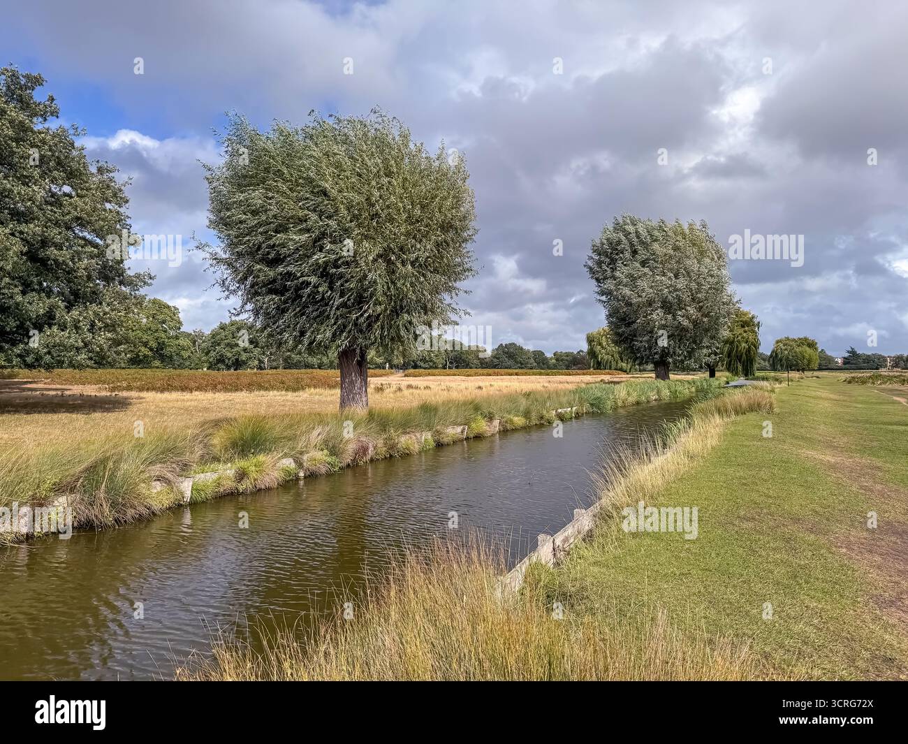 Bushy Park, London - Smartphone Captured Stock Image