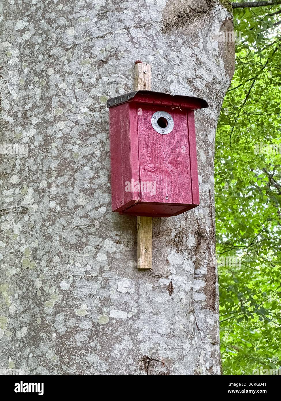Bird Box, Jonsereds Gardens, Jonsereds trädgårdar, Gothenburg, Sweden - Smartphone Captured Stock Image
