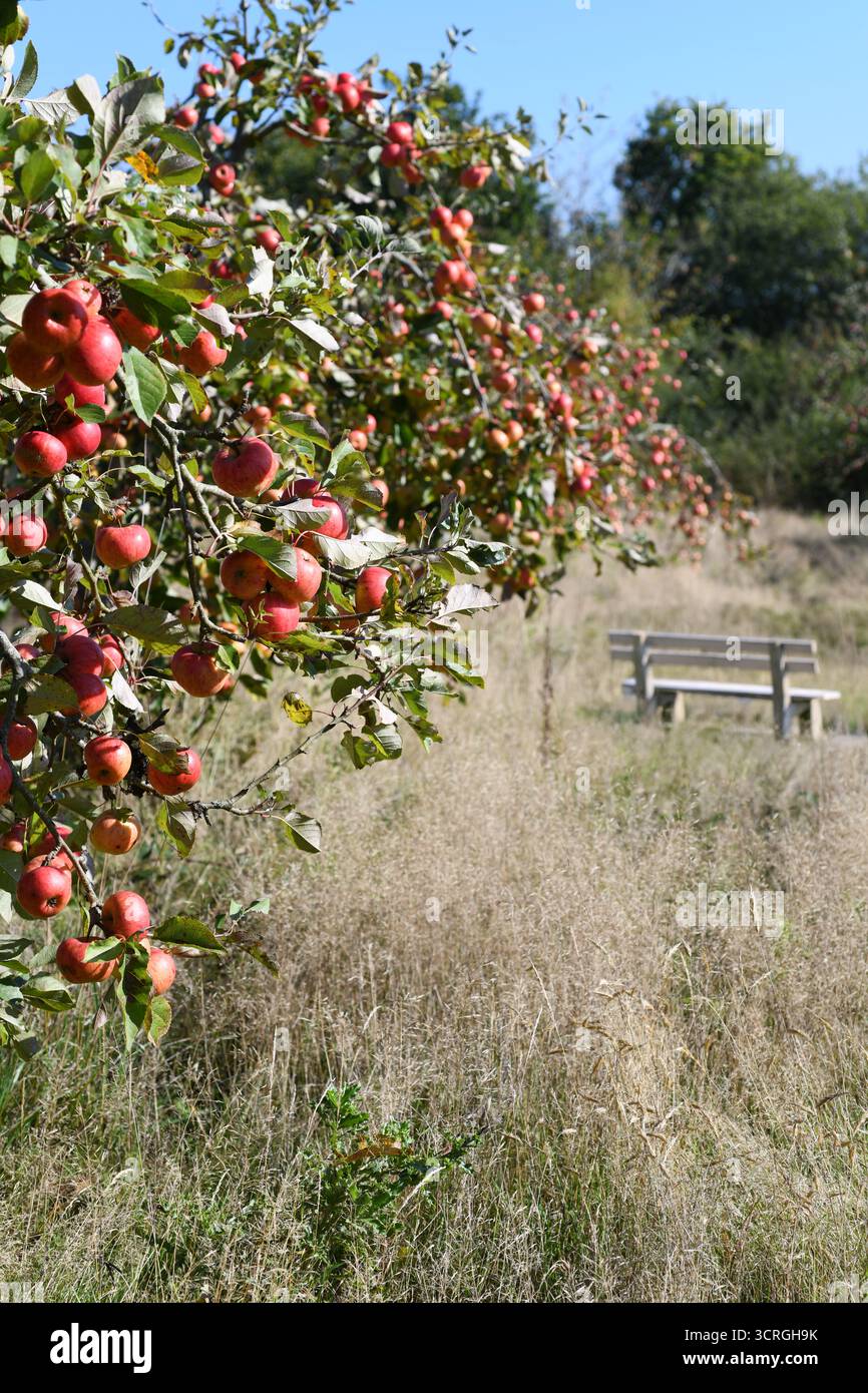 Apple orchard in a drought Stock Photo