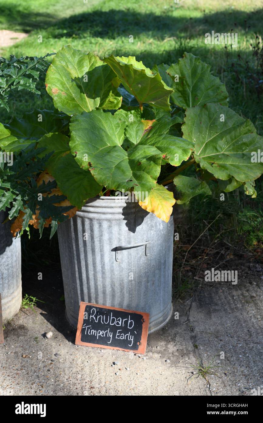 Rhubarb garden container hi-res stock photography and images - Alamy