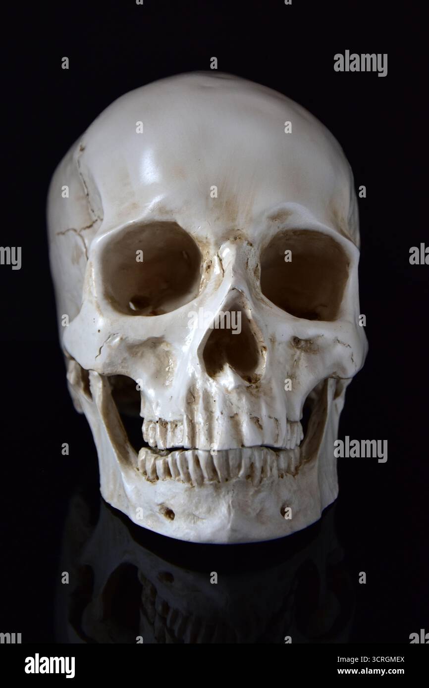 Human skull front closeup isolated on black Stock Photo