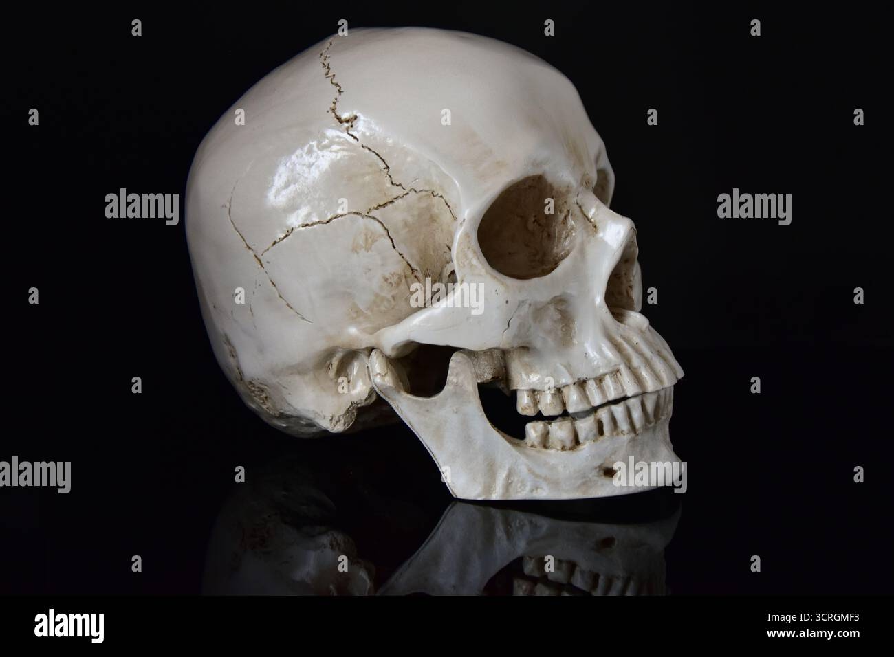 Human skull on black background Stock Photo
