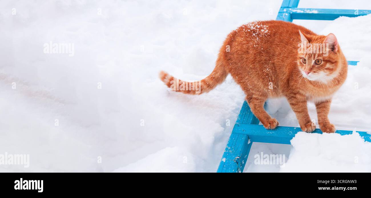 Cat walking on snow hi-res stock photography and images - Alamy