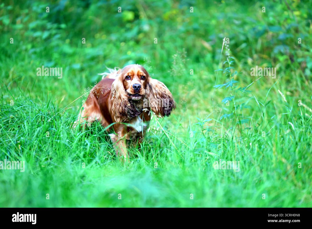 Adorable Cocker Spaniel in Lush Green Field Stock Photo
