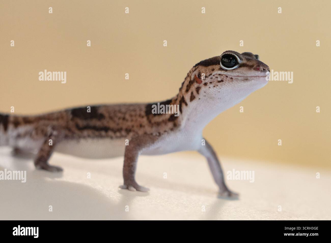 Cute Leopard Geckos (Eublepharis Macularius) on blur background Stock Photo