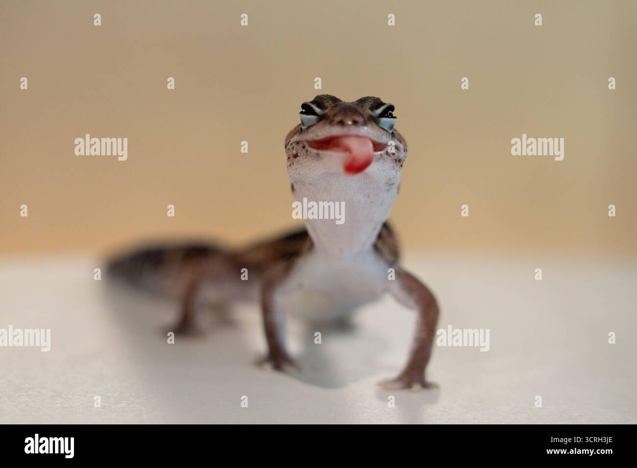 Cute Leopard Geckos (Eublepharis Macularius) on blur background Stock Photo
