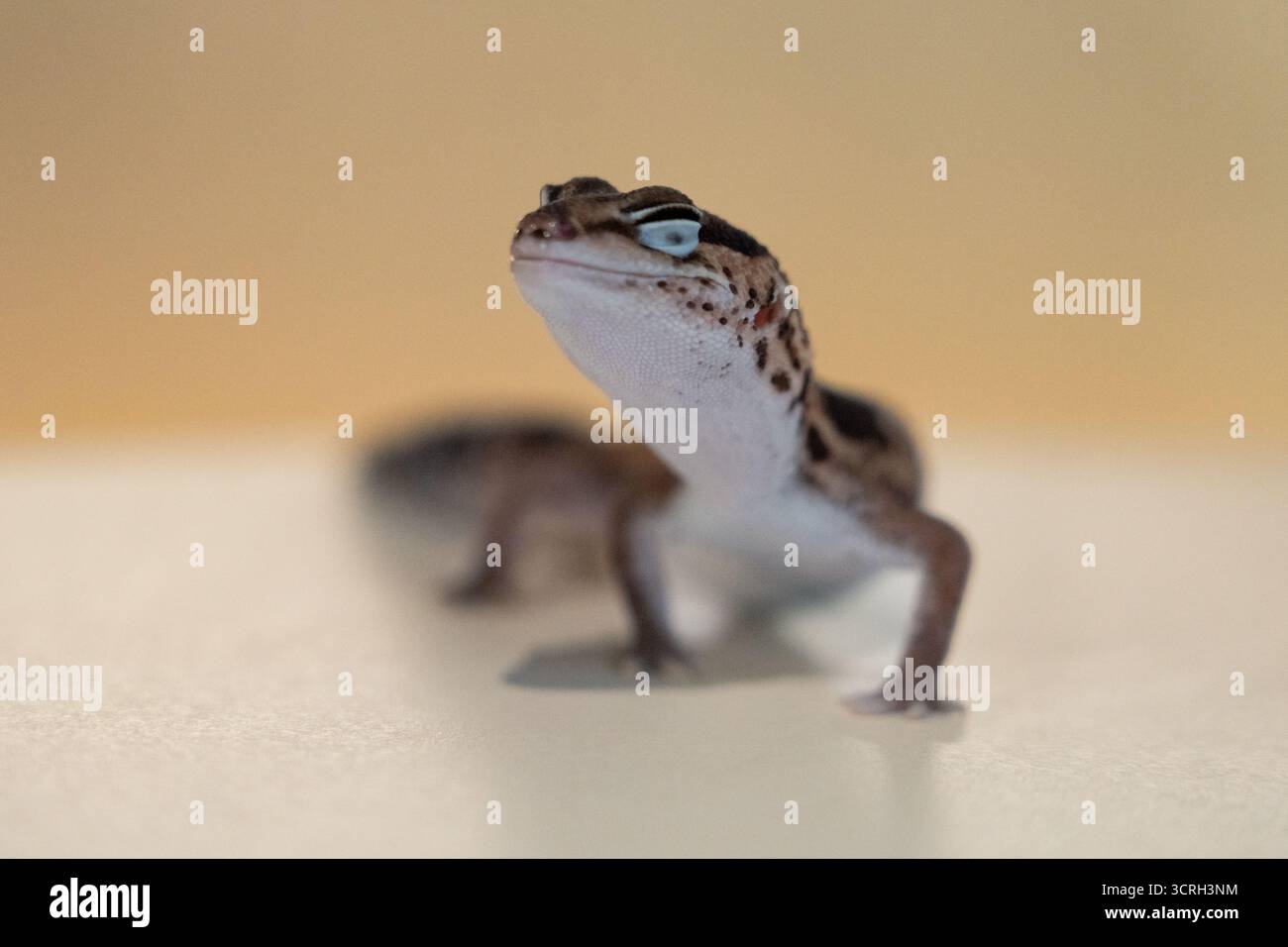 Cute Leopard Geckos (Eublepharis Macularius) on blur background Stock Photo