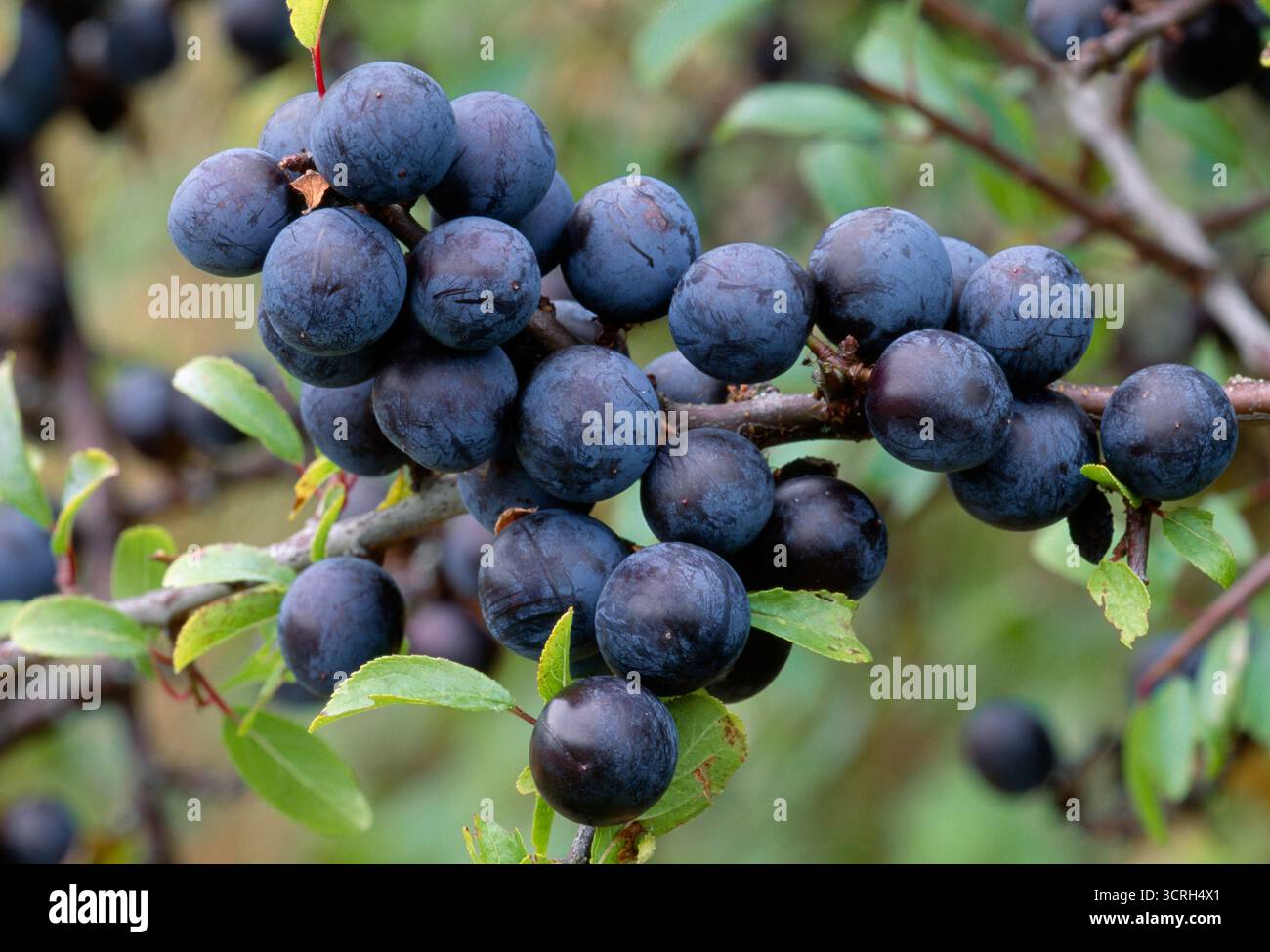Blackthorn / Sloe berries (Prunus spinosa) close-up of ripe fruit attached to shrub, Perthshire, Scotland, September Stock Photo