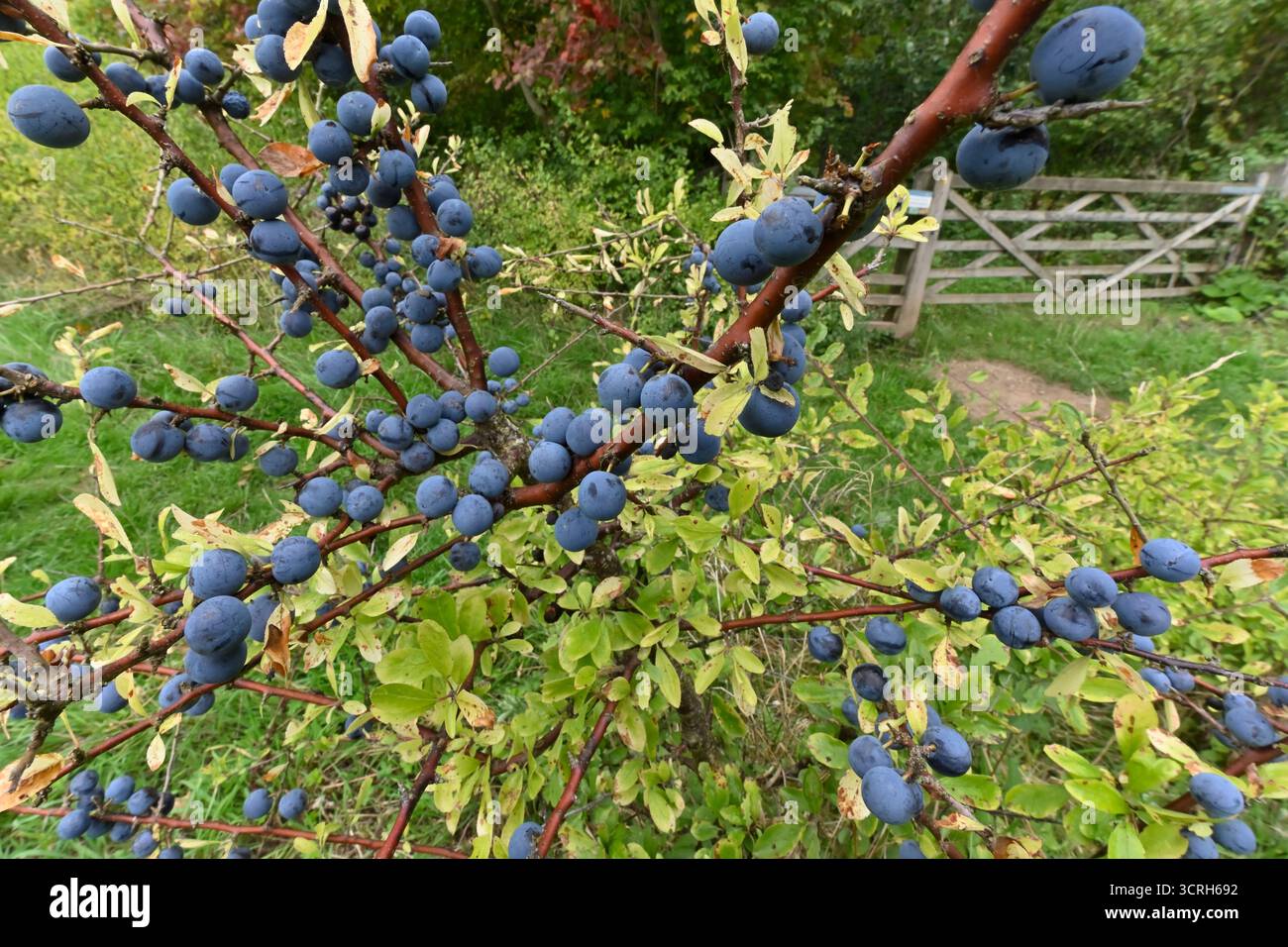 Blackthorn / Sloe berries (Prunus spinosa) close-up of ripe fruit attached to shrub, Worcestershire, England, September Stock Photo