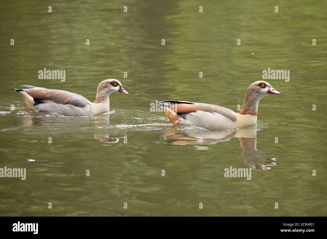 Egyptian Geese Britain Hi res Stock Photography And Images Alamy