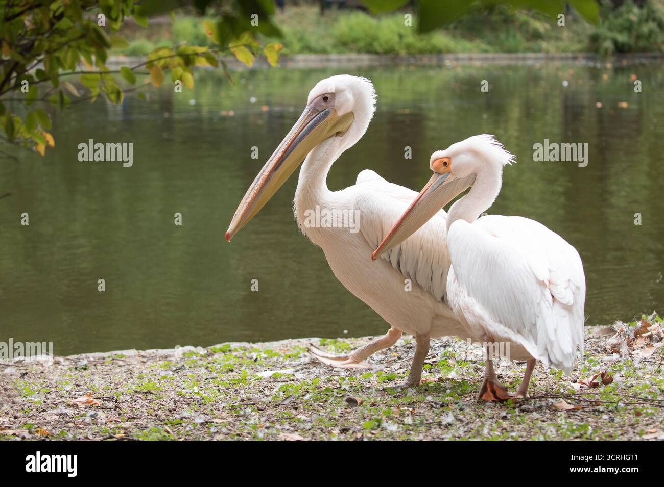 Pelicans in St James's Park, London Stock Photo