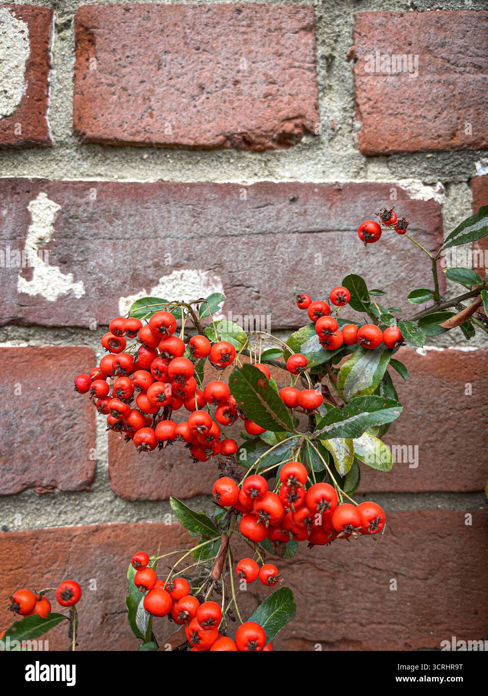 Firethorn (Pyracantha, also called Scarlet or Orange Firethorn) in September in England, with a red brick wall in the background - Smartphone Captured Stock Image