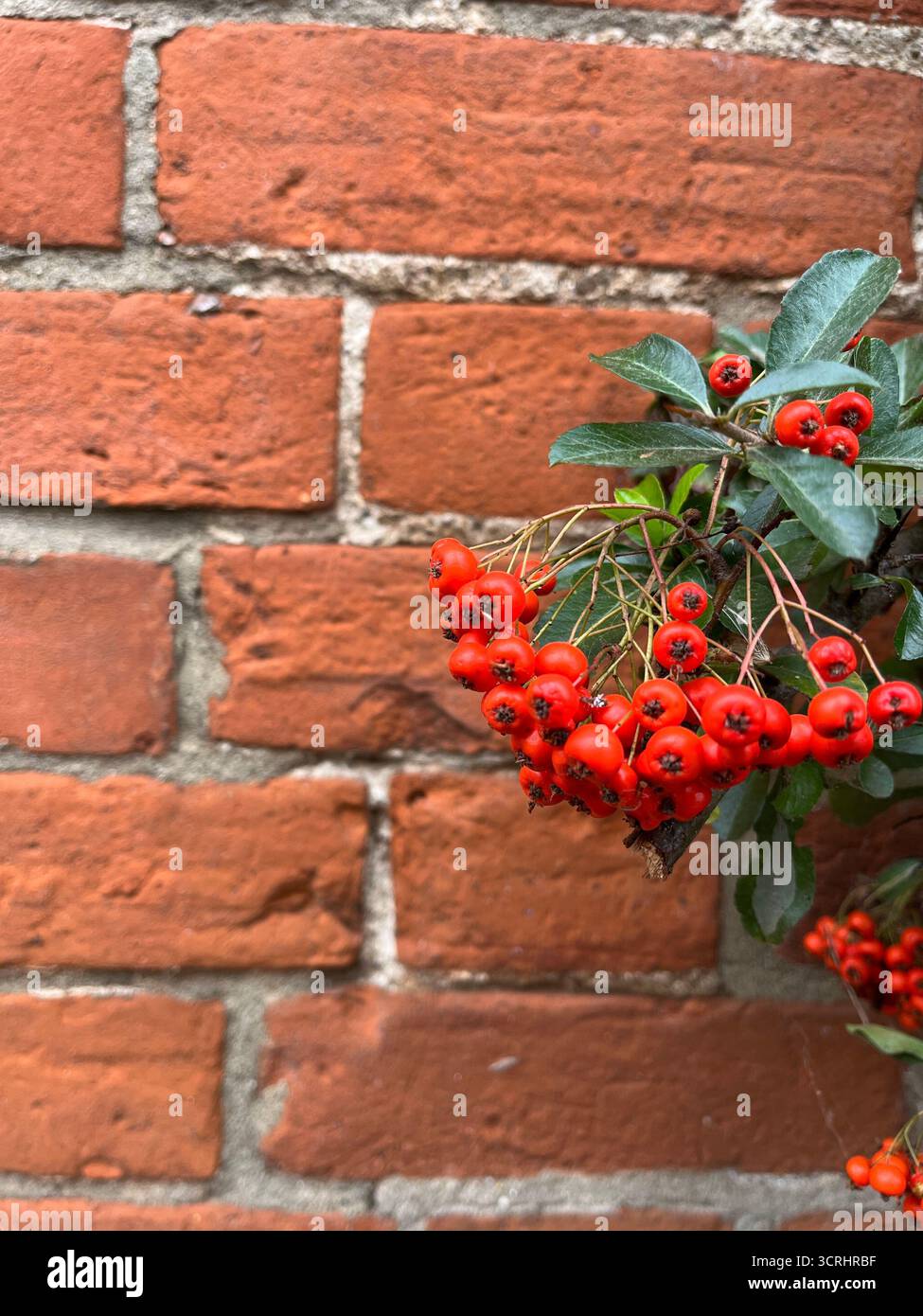 Firethorn (Pyracantha, also called Scarlet or Orange Firethorn) in September in England, with a red brick wall in the background - Smartphone Captured Stock Image