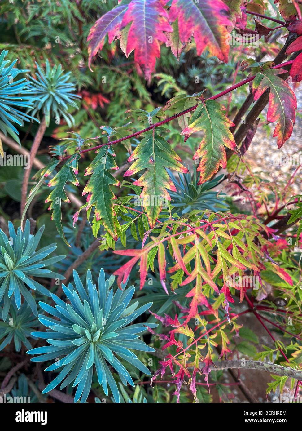 Multicolored leaves: yellow, red, green on the bushes In autumn in England - Smartphone Captured Stock Image