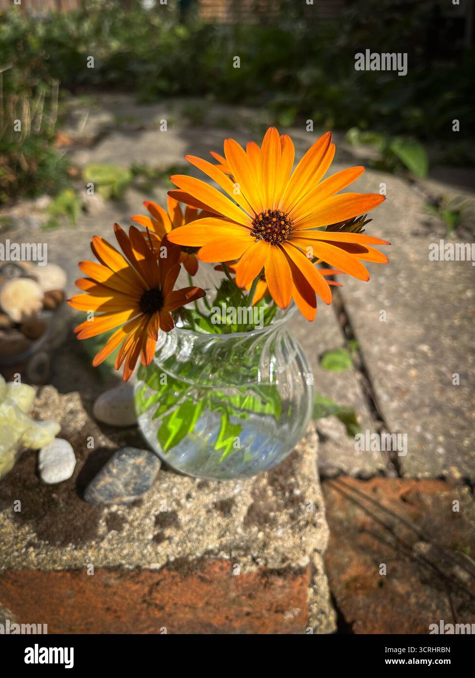 Beautiful orange flowers in a clear vase outdoor in the garden. Arctotis (African Daisy) - Smartphone Captured Stock Image