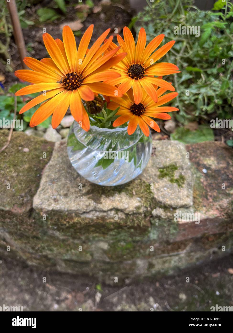 Beautiful orange flowers in a clear vase outdoor in the garden. Arctotis (African Daisy) - Smartphone Captured Stock Image