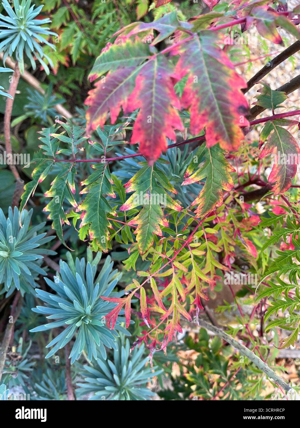 Multicolored leaves: yellow, red, green on the bushes In autumn in England - Smartphone Captured Stock Image