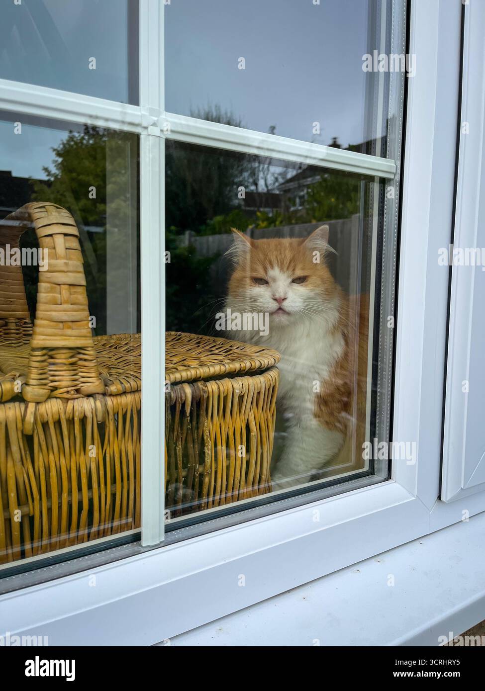 A ginger-and-white cat is sitting on the windowsill, looking outside. Next to it stands a wicker basket - Smartphone Captured Stock Image