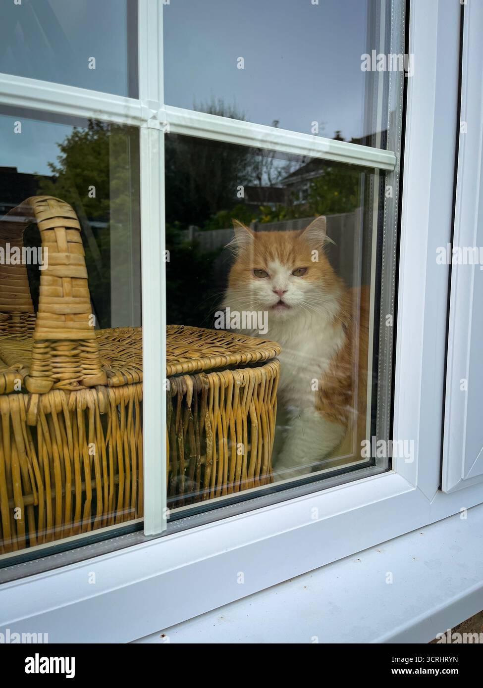 A ginger-and-white cat is sitting on the windowsill, looking outside. Next to it stands a wicker basket - Smartphone Captured Stock Image