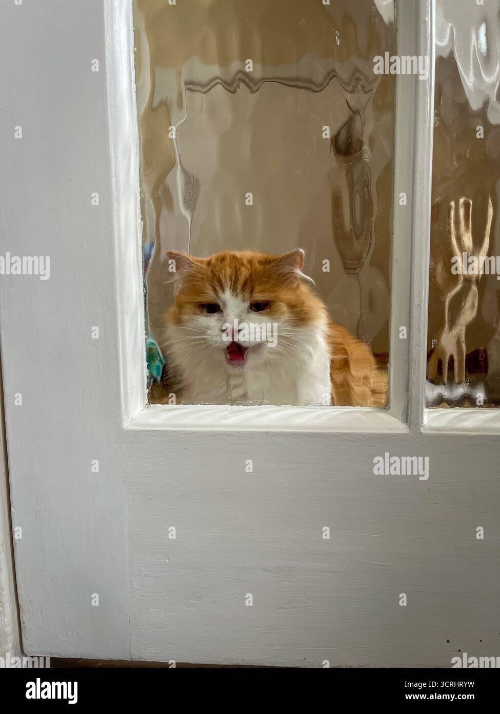 A fluffy ginger-and-white cat is sitting behind the glass door, meowing with a sad expression, asking to be let inside. - Smartphone Captured Stock Image
