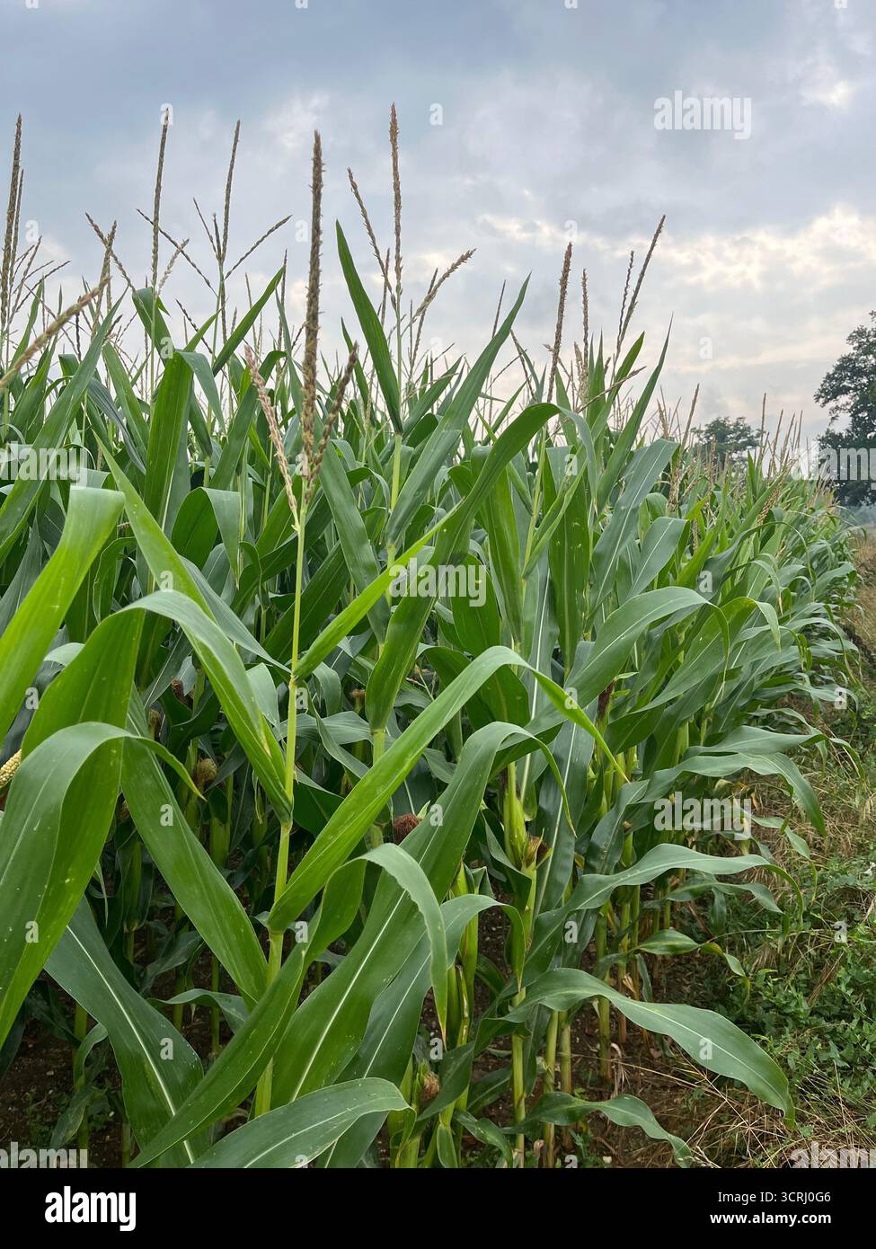Cornfield in UK in Summer, July. Suffolk. - Smartphone Captured Stock Image