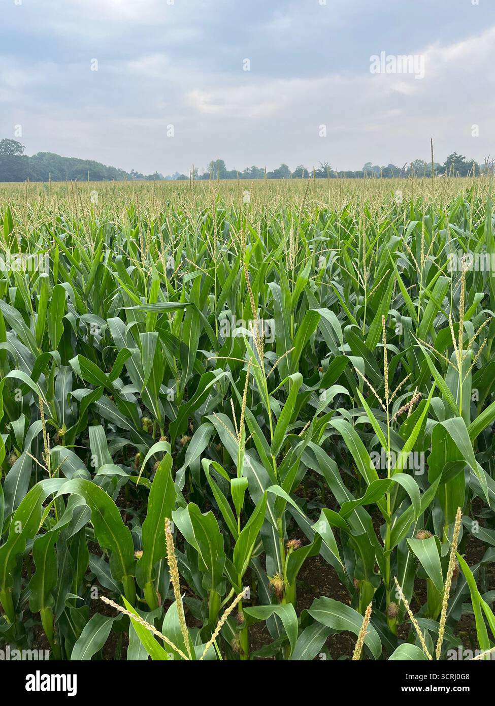 Cornfield in UK in Summer, July. Suffolk. - Smartphone Captured Stock Image