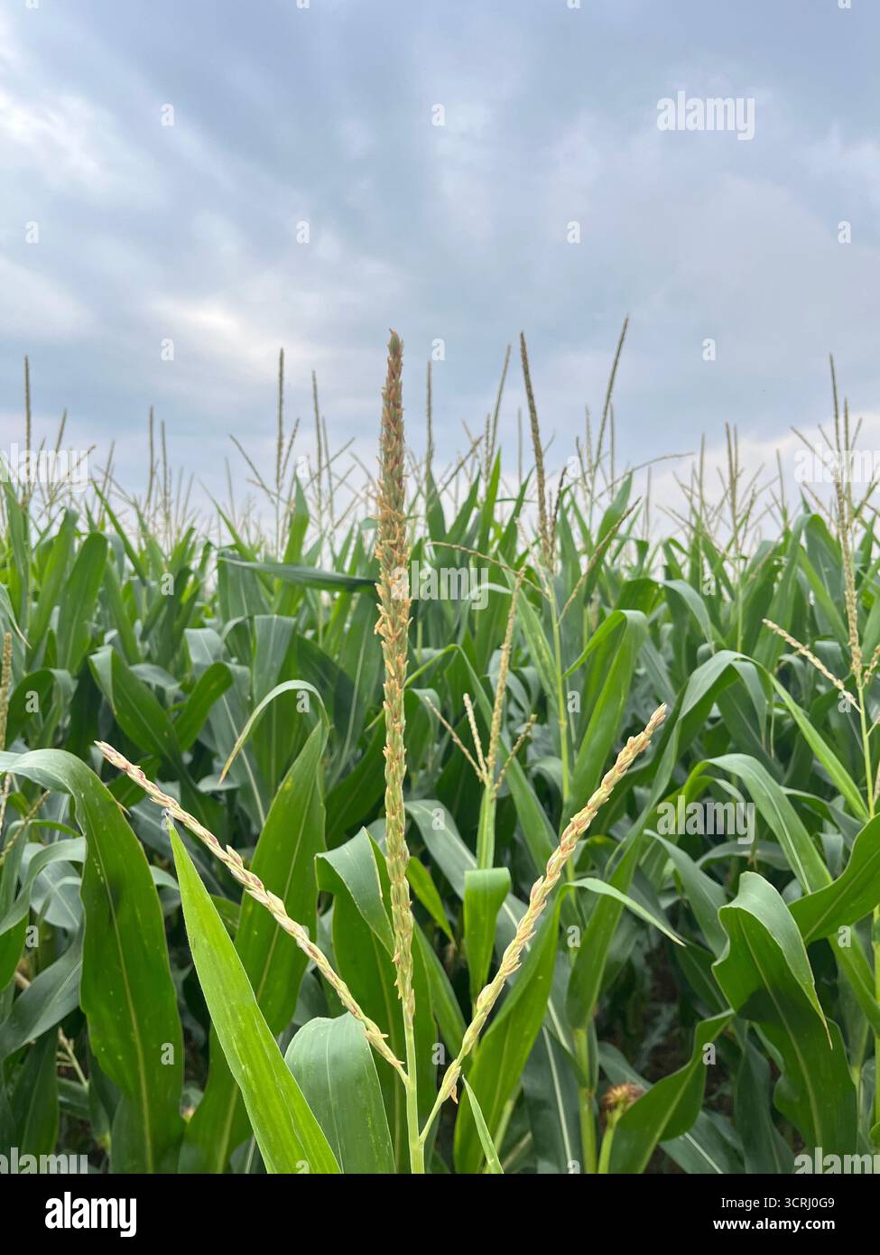 Cornfield in UK in Summer, July. Suffolk. - Smartphone Captured Stock Image